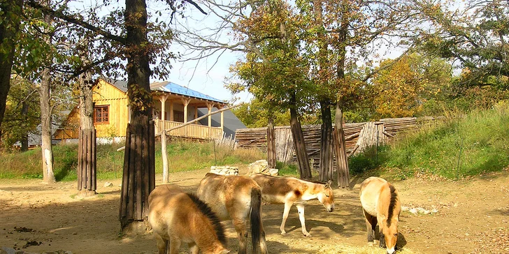 Celodenní vstupy do Zoo Brno: speciální prohlídky s průvodcem