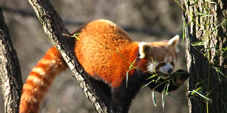 Celodenní vstupy do Zoo Brno: speciální prohlídky s průvodcem
