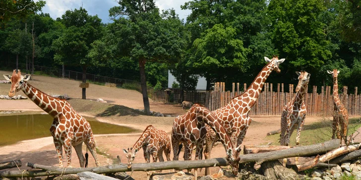 Celodenní vstupy do Zoo Brno: speciální prohlídky s průvodcem