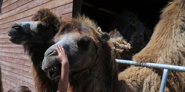 Celodenní rodinný vstup do Farmaparku Soběhrdy 1 + 1 zdarma