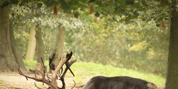 Celodenní vstupy do Zoo Brno: speciální prohlídky s průvodcem