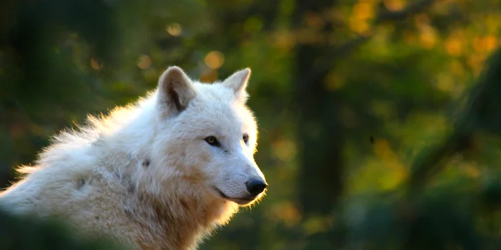 Celodenní vstupy do Zoo Brno: speciální prohlídky s průvodcem