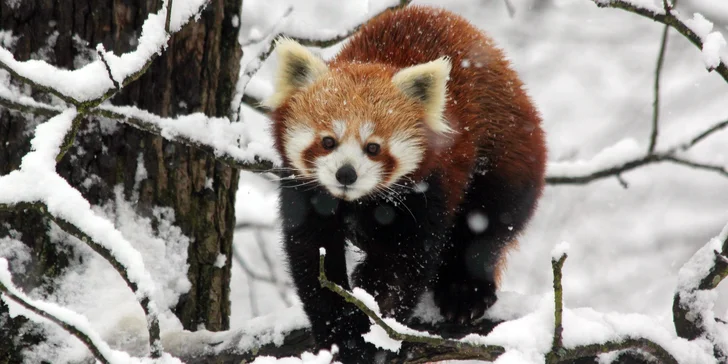 Celodenní vstupy do Zoo Brno: speciální prohlídky s průvodcem