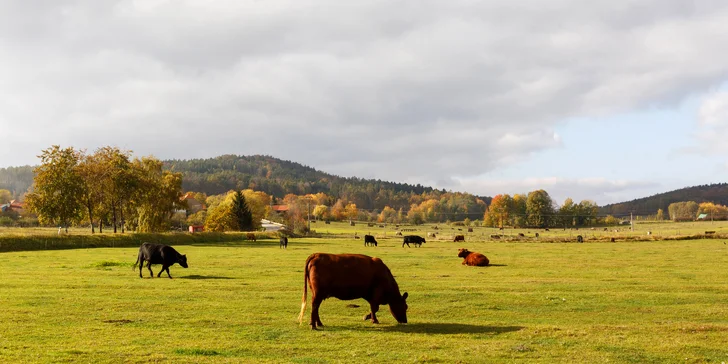 Na okolních pastvinách nyní můžete nalézt stádo cca 200 kusů skotu, býky především plemene Aberdeen Angus a Limousin.