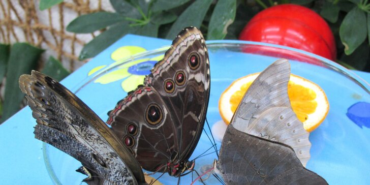 Projděte se tropickou zahradou se stovkami poletujících motýlů z celého světa