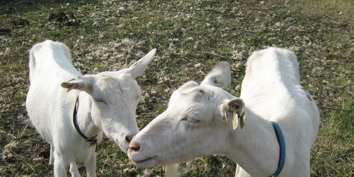 Kurz výroby sýra na bio farmě: praxe, teorie a prohlídka farmy s výkladem