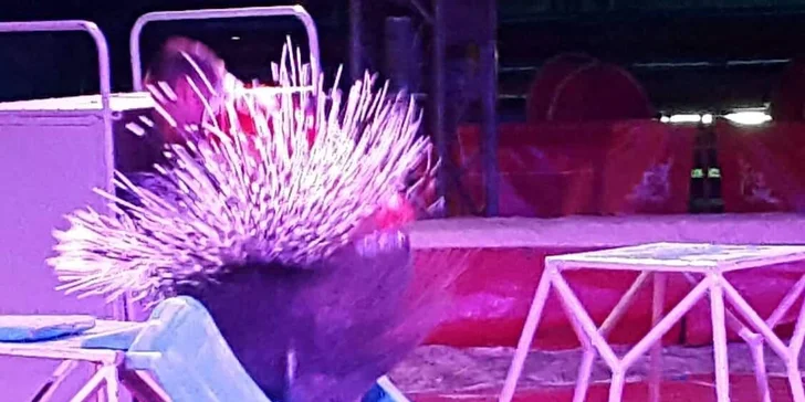Vstupenky na pohádkové představení cirkusu Venasis pro děti i dospělé