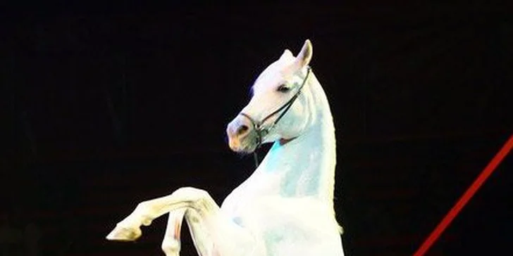 149 Kč za vstupenku na věhlasnou show Cirkus Cirkus Classic! Představení plná zábavy i napětí a umělci z celého světa se slevou 50 %.