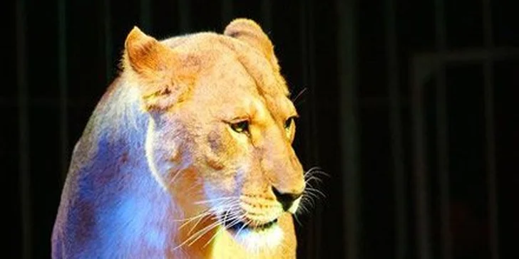 149 Kč za vstupenku na věhlasnou show Cirkus Cirkus Classic! Představení plná zábavy i napětí a umělci z celého světa se slevou 50 %.