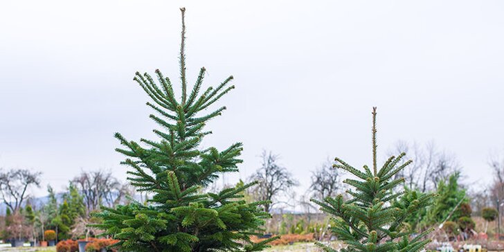 Voňavý symbol Vánoc: až 225 cm vysoká živá jedle ve špičkové kvalitě