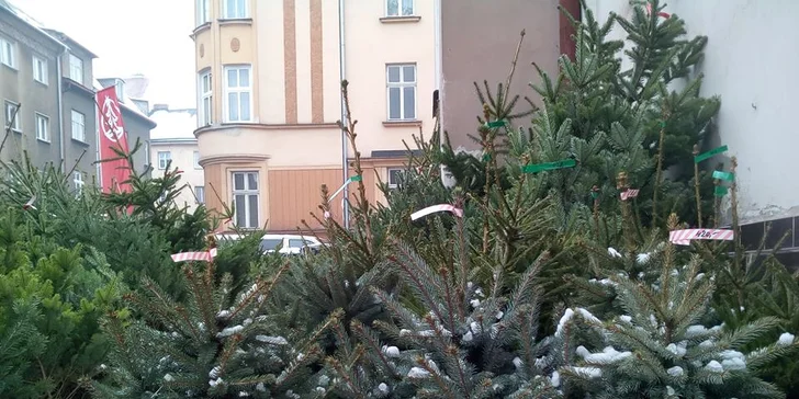 Voňavý symbol Vánoc: až 225 cm vysoká živá jedle ve špičkové kvalitě