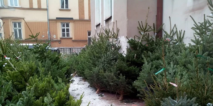 Voňavý symbol Vánoc: až 225 cm vysoká živá jedle ve špičkové kvalitě