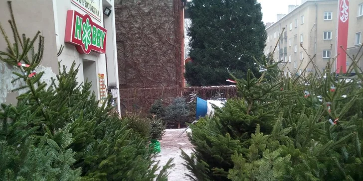 Voňavý symbol Vánoc: až 225 cm vysoká živá jedle ve špičkové kvalitě