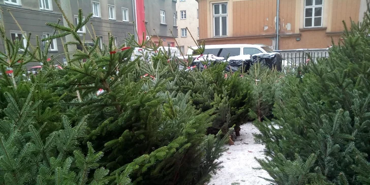 Voňavý symbol Vánoc: až 225 cm vysoká živá jedle ve špičkové kvalitě