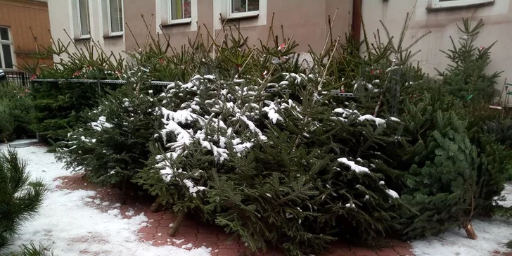 Voňavý symbol Vánoc: až 225 cm vysoká živá jedle ve špičkové kvalitě