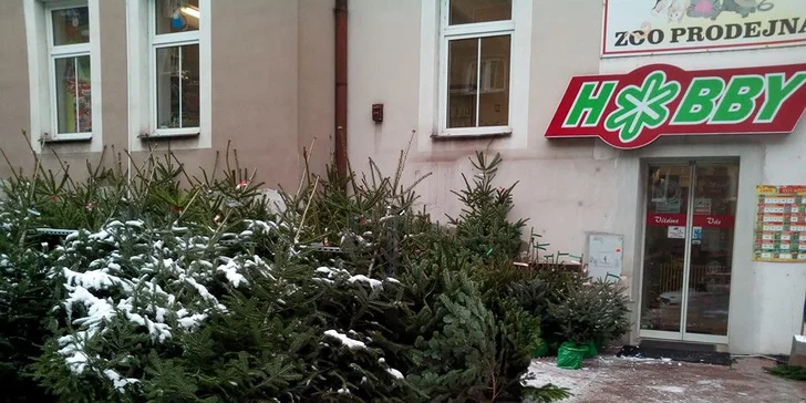 Voňavý symbol Vánoc: až 225 cm vysoká živá jedle ve špičkové kvalitě