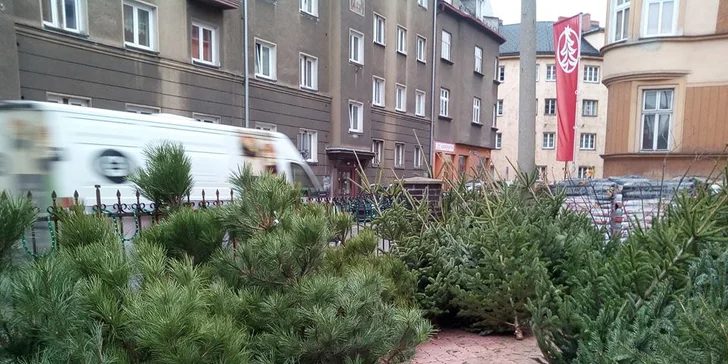 Voňavý symbol Vánoc: až 225 cm vysoká živá jedle ve špičkové kvalitě