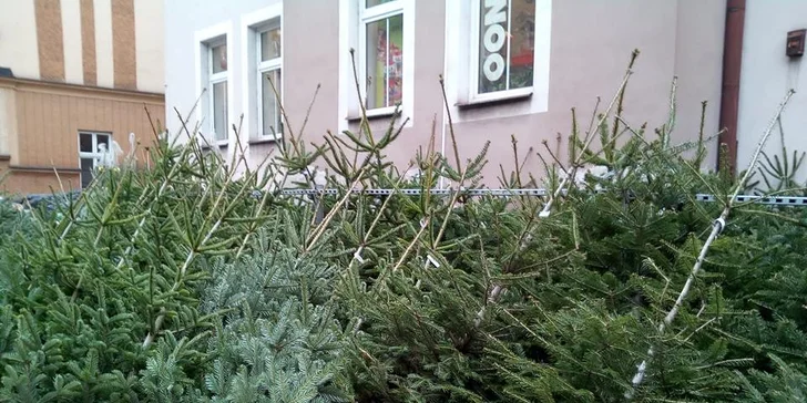 Voňavý symbol Vánoc: až 225 cm vysoká živá jedle ve špičkové kvalitě