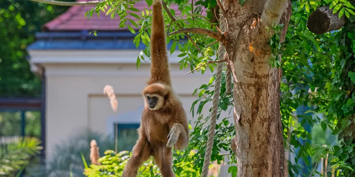 Schonbrunnská zoologická záhrada je najstaršia na svete.