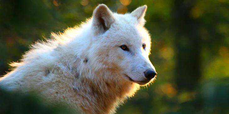 Celodenní vstupy do zoo Brno: speciální prohlídky s průvodcem