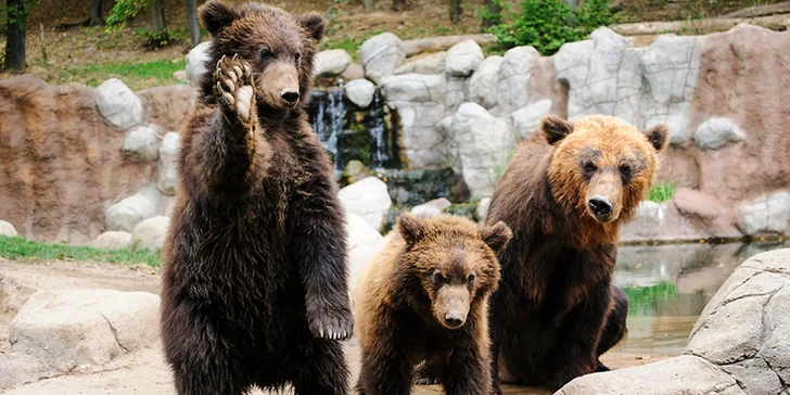Celodenní vstupy do zoo Brno: speciální prohlídky s průvodcem