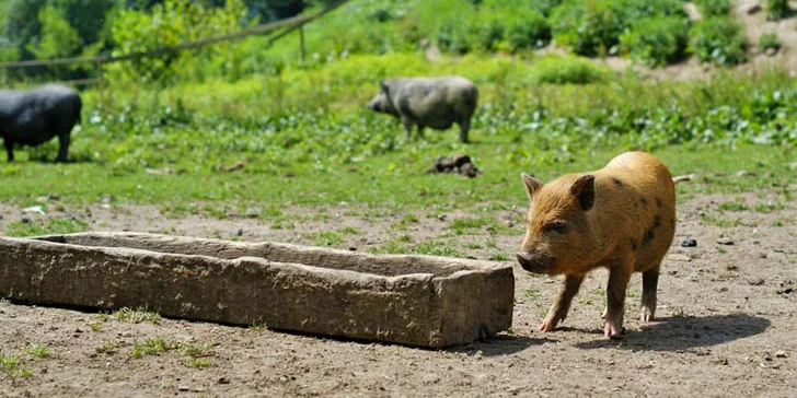 Ubytování poblíž Sedlčan: 3 nebo 5 dní s polopenzí a lahví vína na pokoji