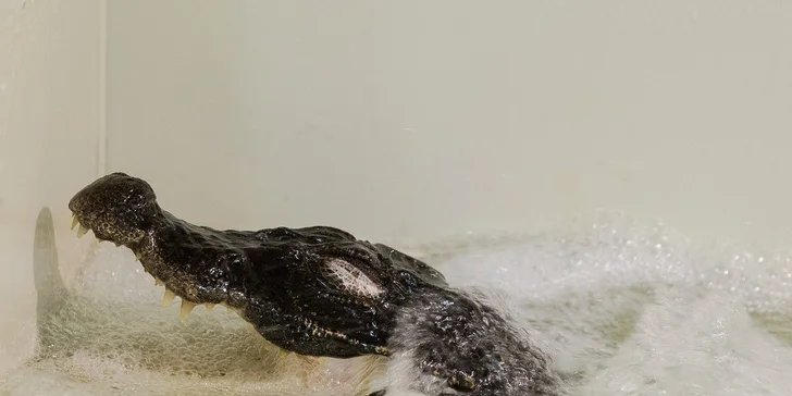 Vstupenka do Krokodýlí Zoo Praha: kajmani, krokodýli i aligátoři
