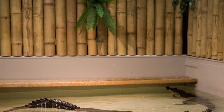 Vstup do báječné Krokodýlí ZOO aneb Vodní plazi naživo