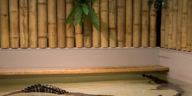 Vstupenka do Krokodýlí Zoo Praha: kajmani, krokodýli i aligátoři