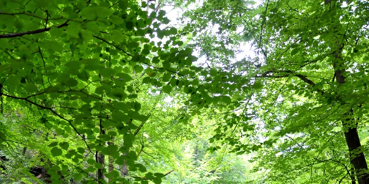 Za krásami Českosaského Švýcarska: vyhlídka Bastei i plavba soutěskami
