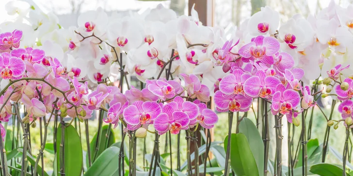 Na výlet do Holandsku: tulipány v Keukenhofu, Amsterdam, sýry i památky