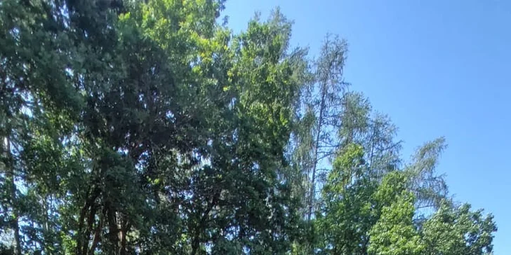 Dospělý doprovod má vstup zdarma.