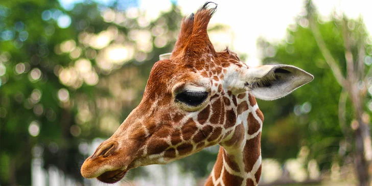 V nejnavštěvovanější zoo Polska vás čeká 14 000 zvířat. 