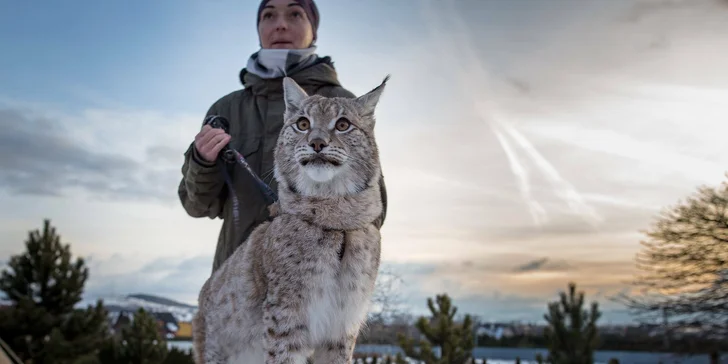 Wild Park Resort pod Tatrami: dokonalý pobyt se vstupem k expozicím zvířat