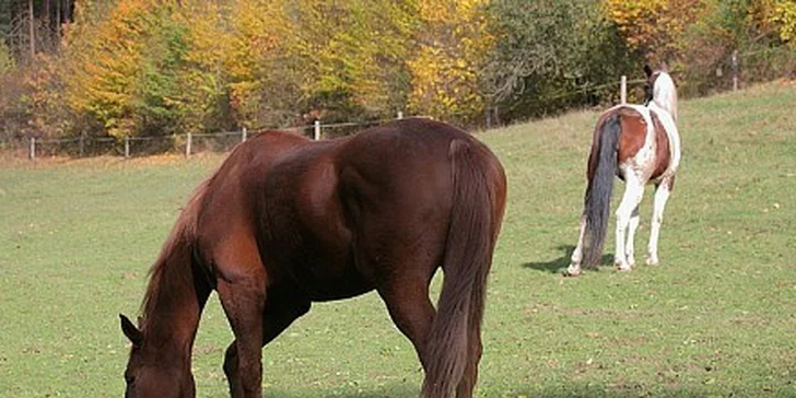 50% sleva na vyjížďku na koni. Pouhých 99 Kč.