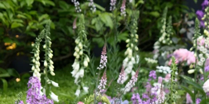 Zkrášlení zahrady v Praze a okolí: 90 min. odborné konzultace na místě