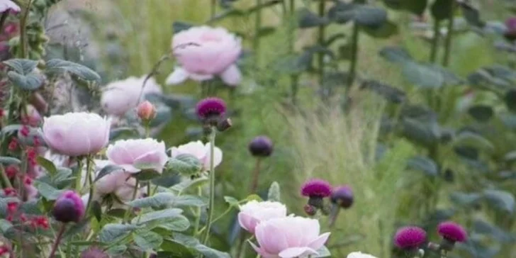 Zkrášlení zahrady v Praze a okolí: 90 min. odborné konzultace na místě