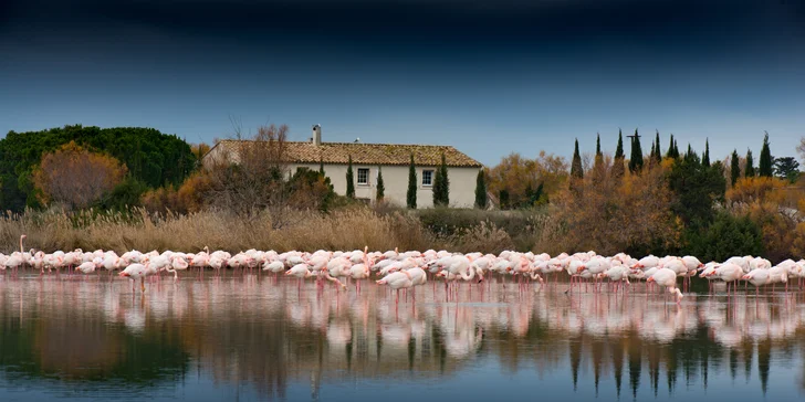 Krásy levandulové Provence, Monaka, Cannes i Camargue: 3 noci se snídaní