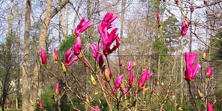 449 Kč za Magnolia Susan kvetoucí strom do zahrady s dopravou po ČR zdarma