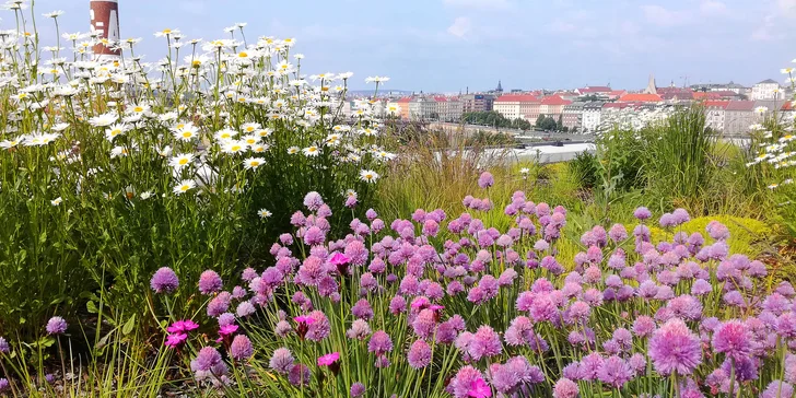 Zkrášlení zahrady v Praze a okolí: 90 min. odborné konzultace na místě