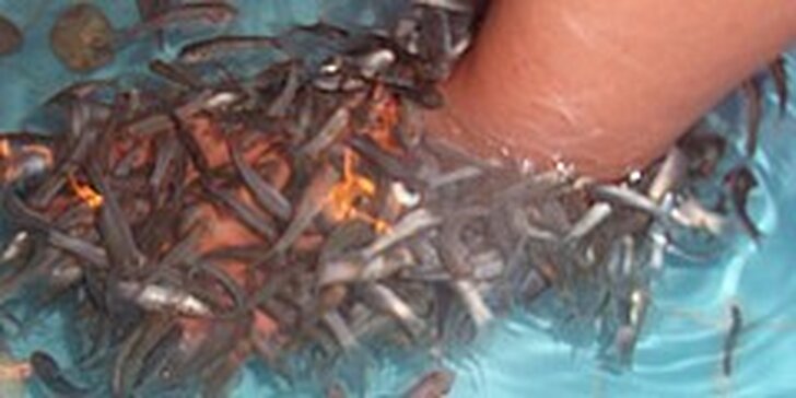 350 Kč za terapii Garra Rufa - léčivá rybka, která Vás zbaví nemocné kůže
