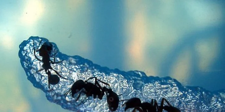 449 Kč za Antquarium - domácí mraveniště v původní hodnotě 799 Kč