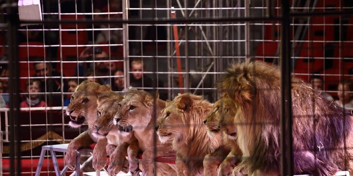 Cirkus Humberto ve Frýdku-Místku: akrobati, klauni i exotická zvířata