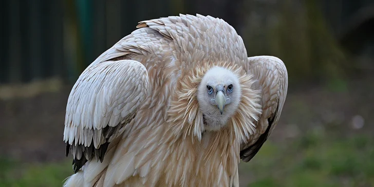 Za den fotografem: fotografické kurzy v pražské zoo, Liberci a Dvoře Králové