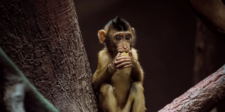 Za den fotografem: fotografické kurzy v pražské zoo, Liberci a Dvoře Králové
