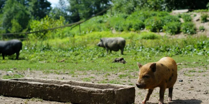 Stylová dovolená nedaleko Sedlčan: pohoda s polopenzí a výlety