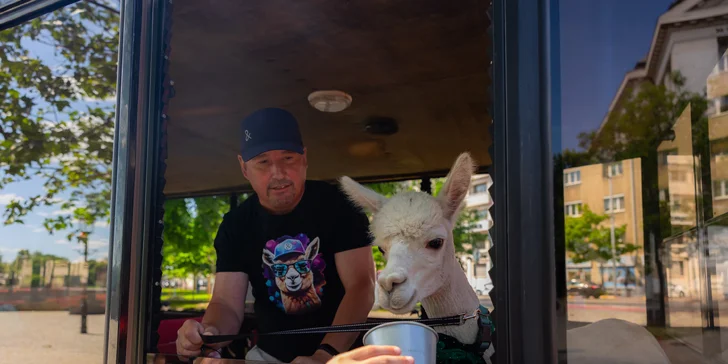 Po jazde, počas ktorej si vychutnáte výhľady a dozviete sa zaujímavosti o histórii, čaká vás skutočné prekvapenie: v kaviarni Alpaca Farm sú pripravené prítulné alpaky.