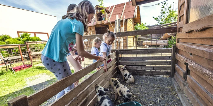 Těšte se na shetlandské poníky, holandské minikozičky, kvésánské miniovečky, gottigenská miniprasátka, sovy pálené, bažanty, husy labutí, zdrobnělé slepičky a další zvířátka.