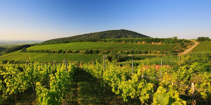 Užijete si nerušený relax, gurmánské zážitky i romantické procházky mezi vinicemi.