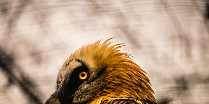  Sami si vyberete, do které zoo s fotoaparátem vyrazíte: Olomouc, Zlín, Brno, Vyškov, Hodonín či Ostrava. 